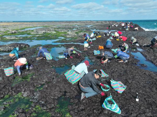 2024姑婆嶼紫菜採集