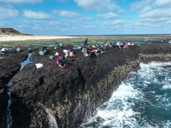 2024姑婆嶼採紫菜記錄