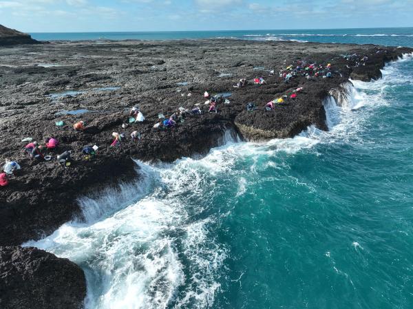 2024姑婆嶼紫菜採集