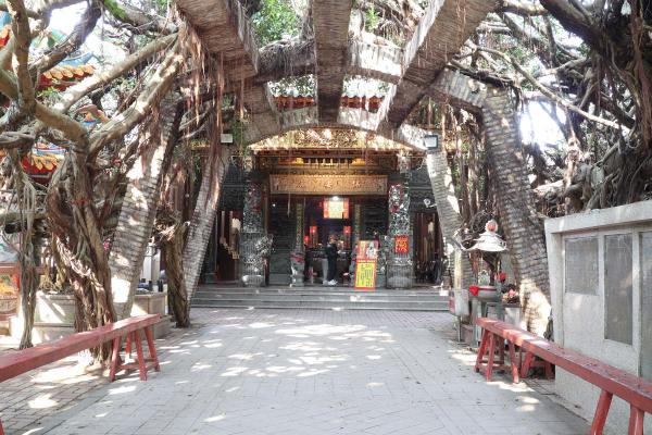 2025通梁古榕記錄