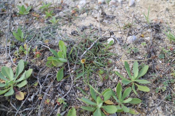 2025內垵村風茹草記錄