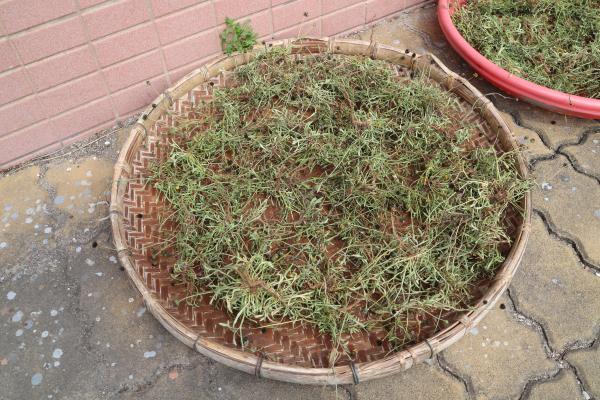 2025吉貝曬風茹草記錄