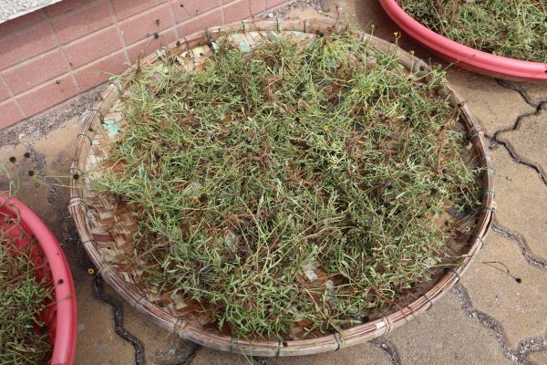 2025吉貝曬風茹草記錄