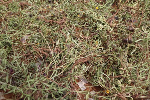 2025吉貝曬風茹草記錄