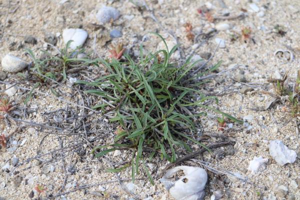 2025內垵村風茹草記錄