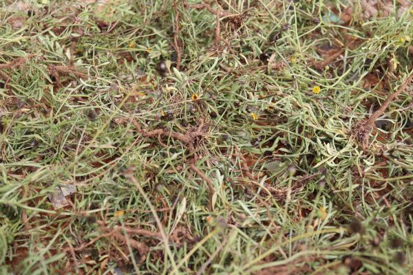 2025吉貝曬風茹草記錄