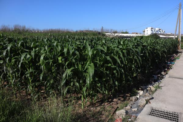 2025澎湖玉米記錄