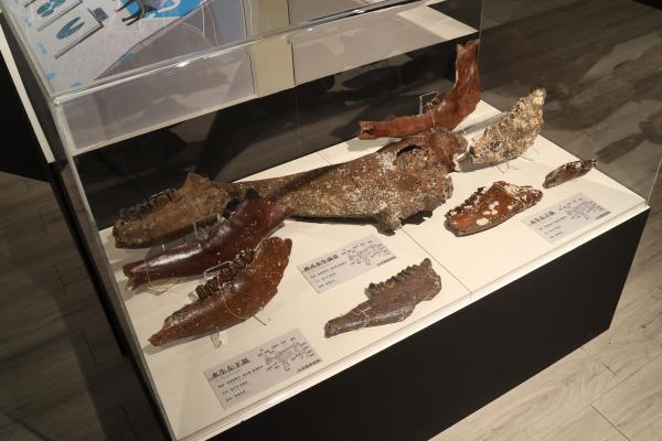 2025澎湖化石館記錄