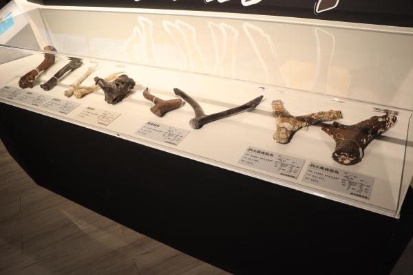 2025澎湖化石館記錄