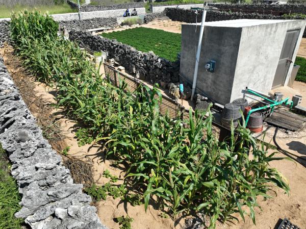 2025澎湖玉米記錄