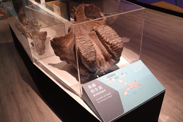 2025澎湖化石館記錄