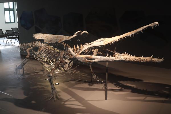 2025澎湖化石館記錄