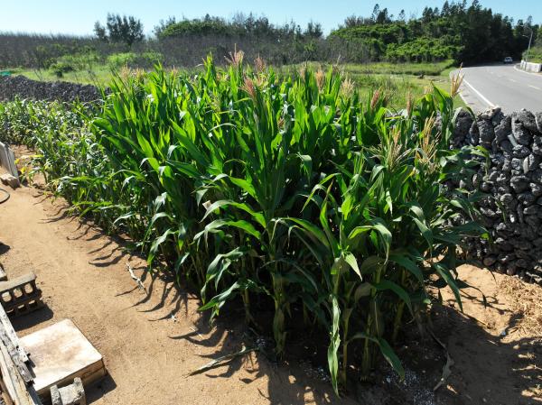 2025澎湖玉米記錄