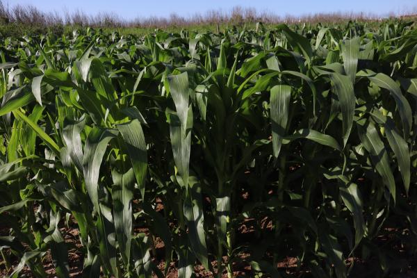 2025澎湖玉米記錄