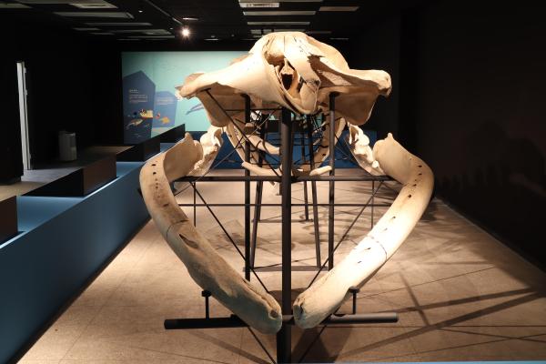 2025澎湖化石館記錄