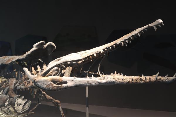 2025澎湖化石館記錄