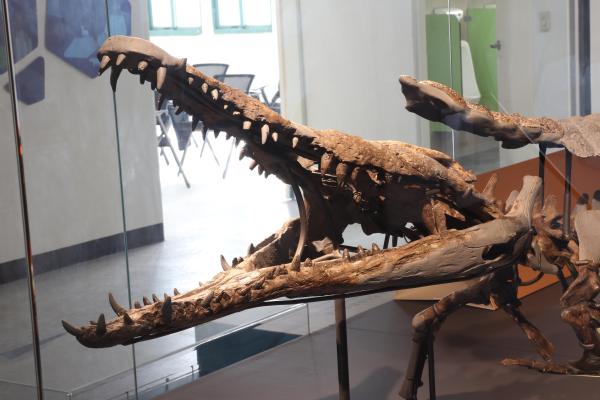 2025澎湖化石館記錄