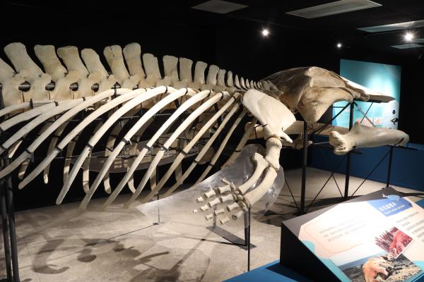 2025澎湖化石館記錄