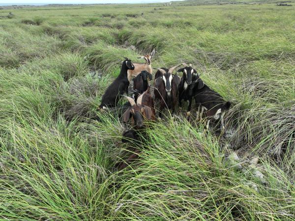 2025西吉羊群記錄