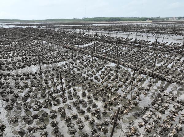 2025牡蠣養殖記錄