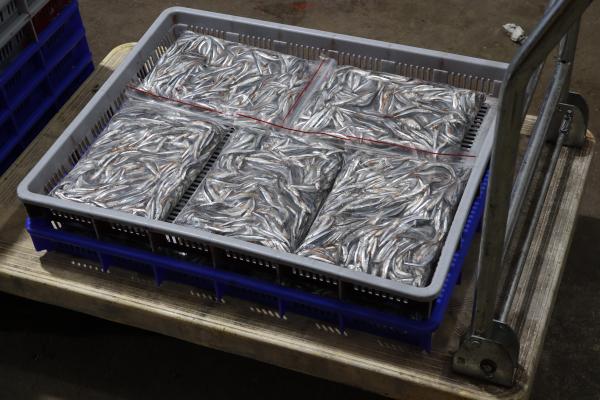 2025赤崁村丁香記錄