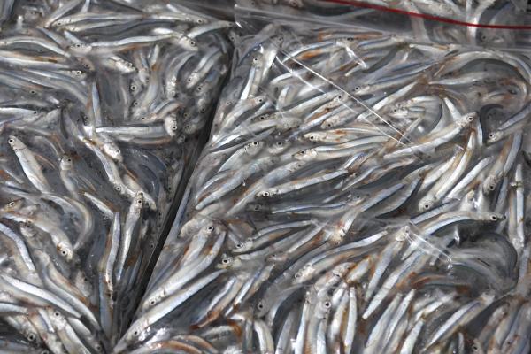 2025赤崁村丁香記錄