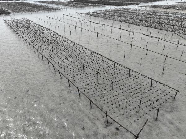 2025牡蠣養殖記錄