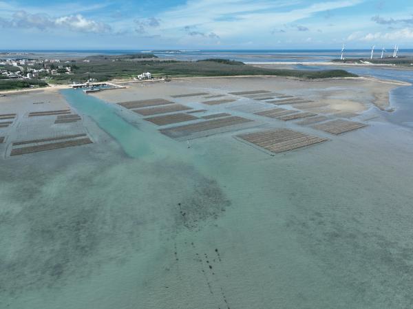 2025牡蠣養殖記錄