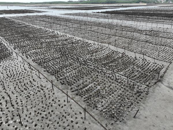 2025牡蠣養殖記錄