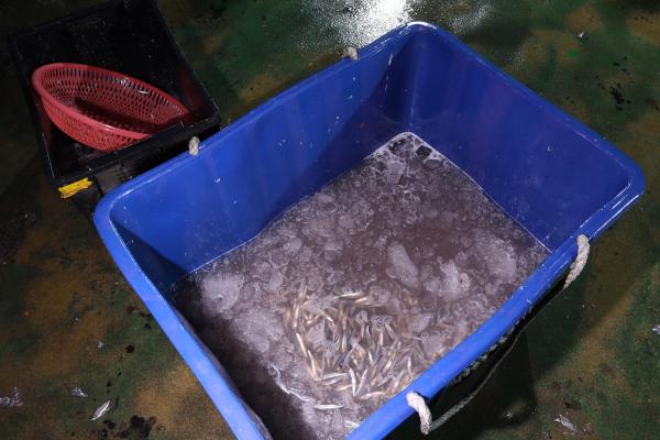 2025赤崁村丁香記錄