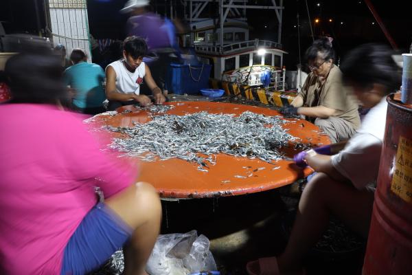 2025赤崁村丁香記錄