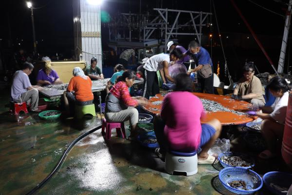 2025赤崁村丁香記錄