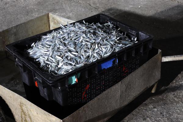 2025赤崁村丁香記錄