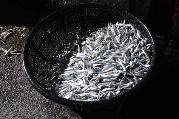 2025赤崁村丁香記錄