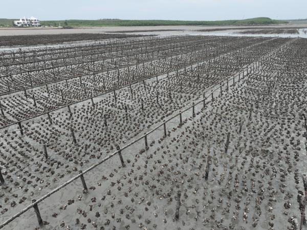 2025牡蠣養殖記錄