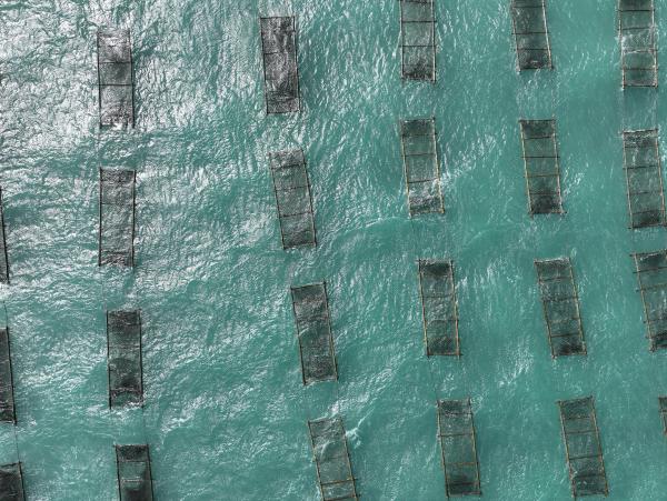 2025講美紫菜養殖記錄