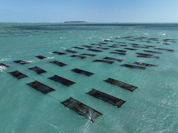 2025講美紫菜養殖記錄