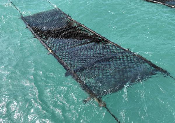 2025講美紫菜養殖記錄