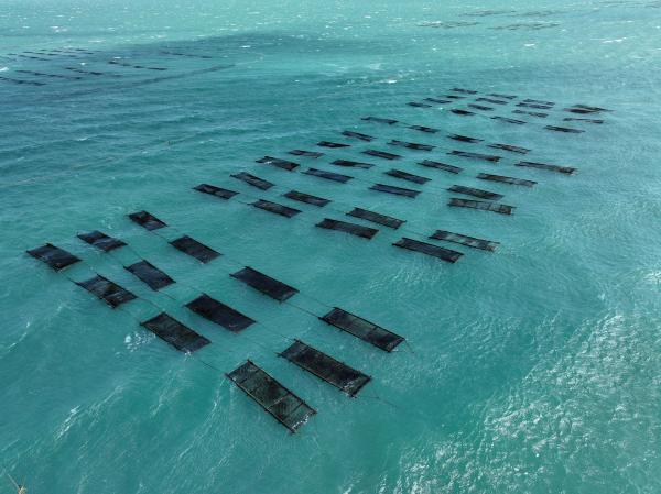 2025講美紫菜養殖記錄