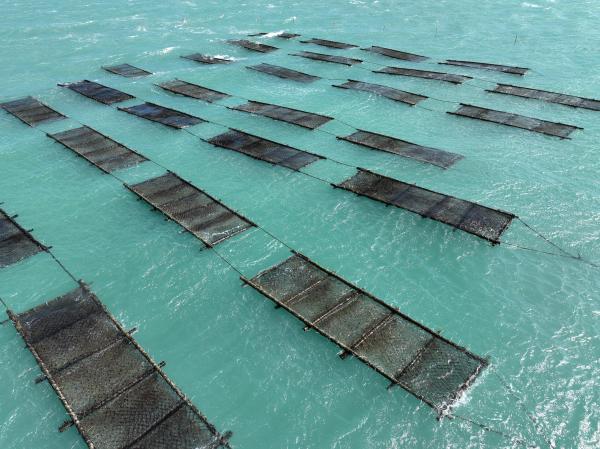 2025講美紫菜養殖記錄