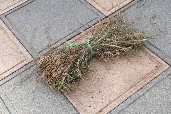 2025北極殿普渡記錄