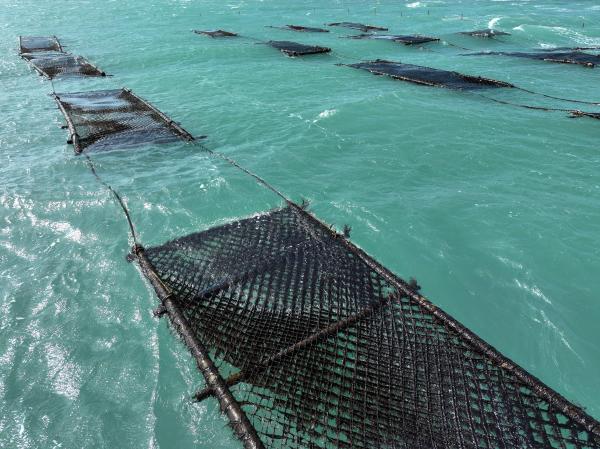 2025講美紫菜養殖記錄