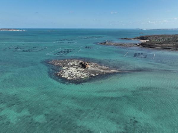 2025講美紫菜養殖記錄