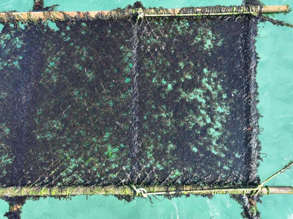 2025講美紫菜養殖記錄