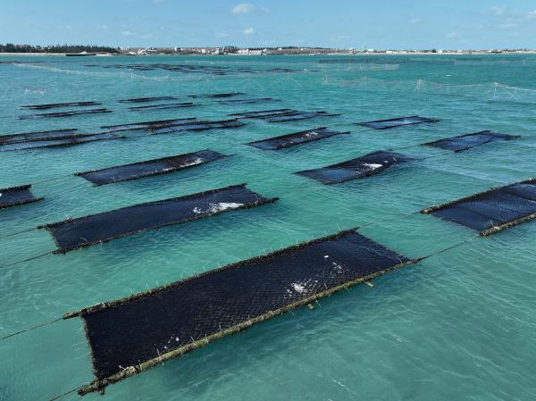 2025講美紫菜養殖記錄