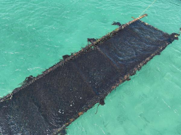 2025講美紫菜養殖記錄