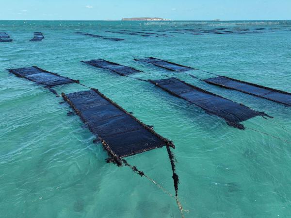 2025講美紫菜養殖記錄