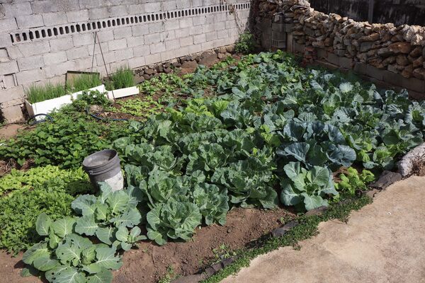 2025大池農作物記錄