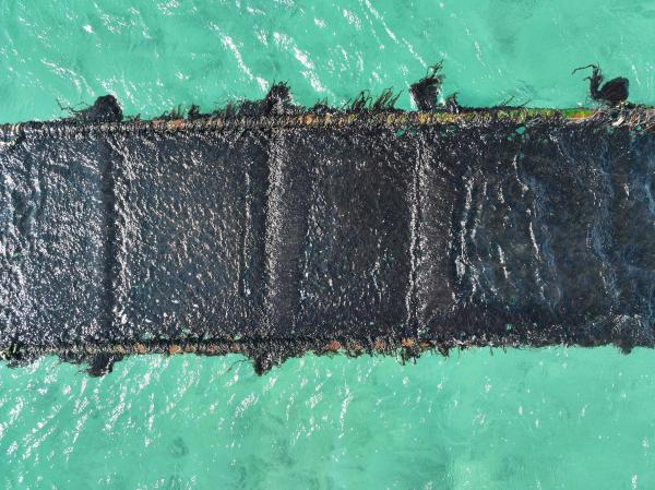 2025講美紫菜養殖記錄