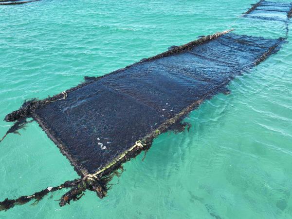 2025講美紫菜養殖記錄